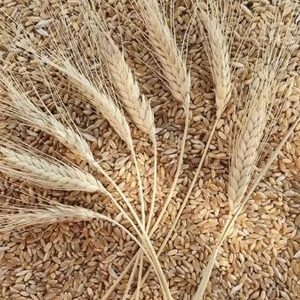 Aşurelik Atalık Sarı Buğday 1 kg