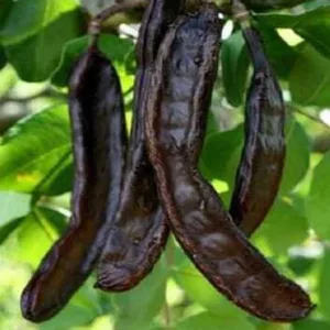 Keçiboynuzu (Harnup) 1 kg