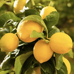 Silifke Limon Kolonyası 100 ml Sprey Cep Şişe - Görsel 2
