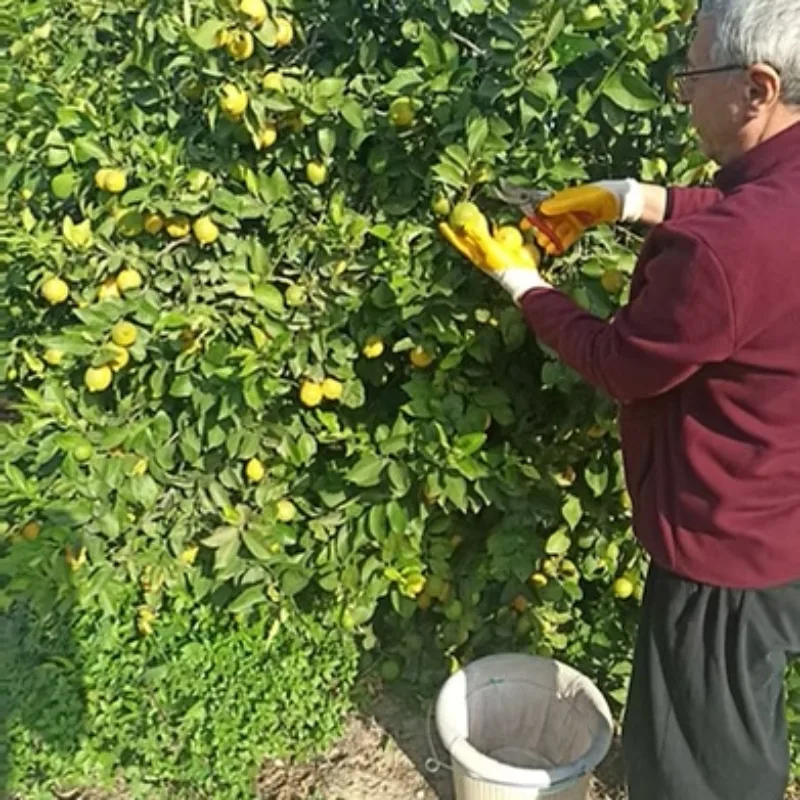 Silifke Market bahçesinde limon hasadı yapan üretici