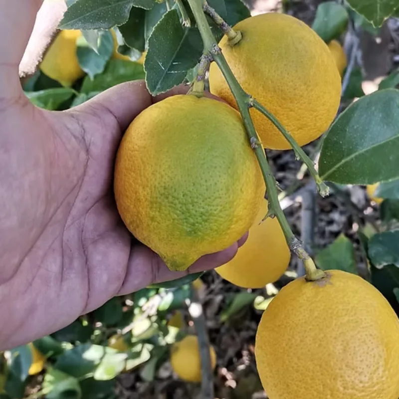 Silifke bahçesinde dalından toplanan taze limonlar